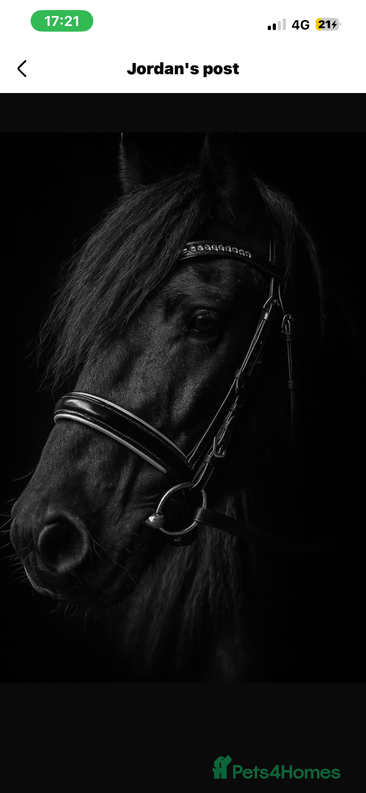 Fell horses Super flashy fell x wpb STUNNING  - Advert 3