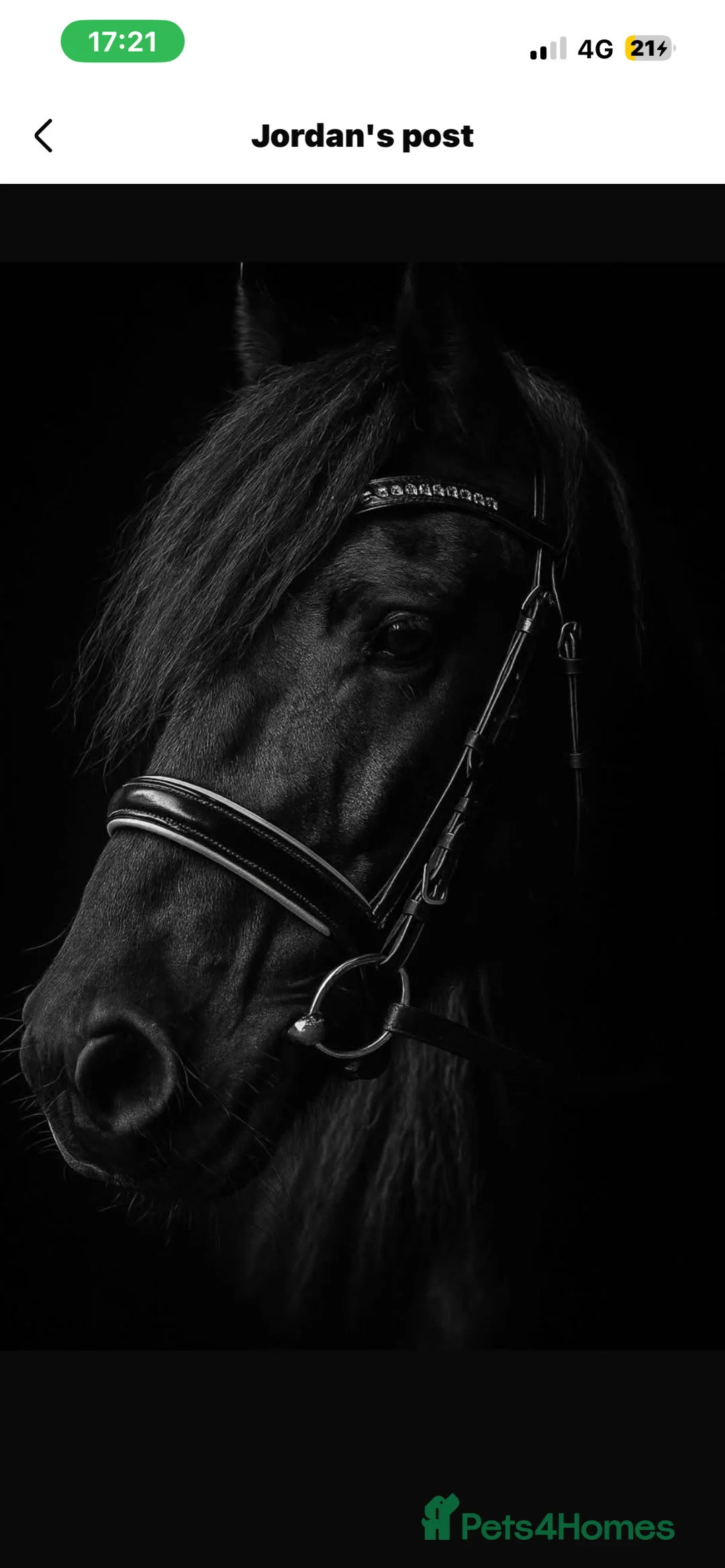 Fell horses for sale: Super flashy fell x wpb STUNNING  - Advert 2