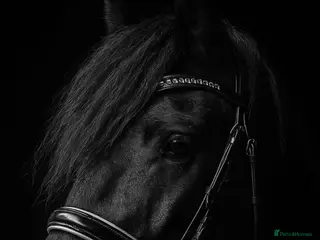 Fell horses Super flashy fell x wpb STUNNING - Advert 3