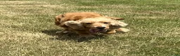 Cocker Spaniel dogs for sale: 🐶 Beautiful cocker spaniel 🐶 - Advert 3