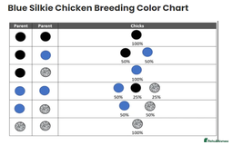 Chickens poultry for sale: Blue Bearded Silkie Hatching eggs with *Guarantee* - Image 9