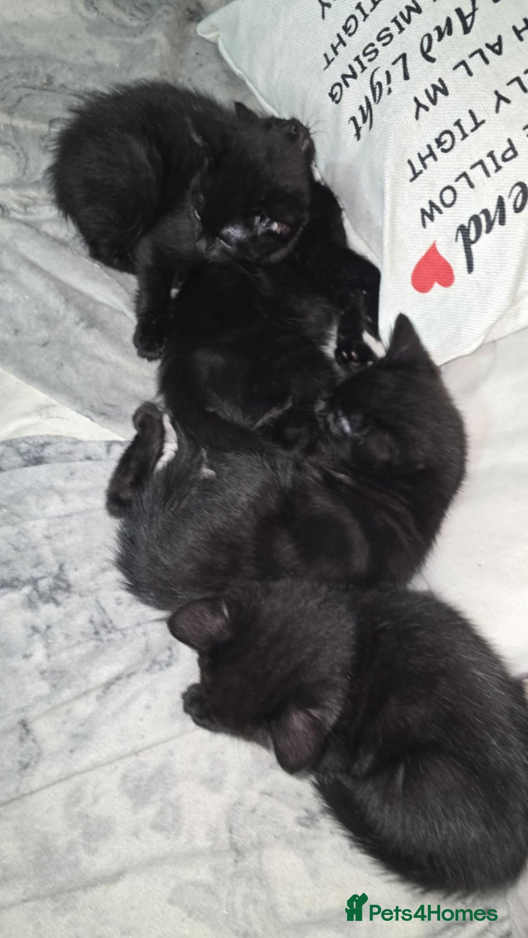 Bengal cats for sale: Four beautiful mix bangal Maine Coon kittens  - Advert 2