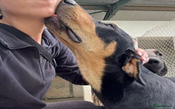 Mixed Breed dogs for adoption: Parker (Hound mix) - Image 15