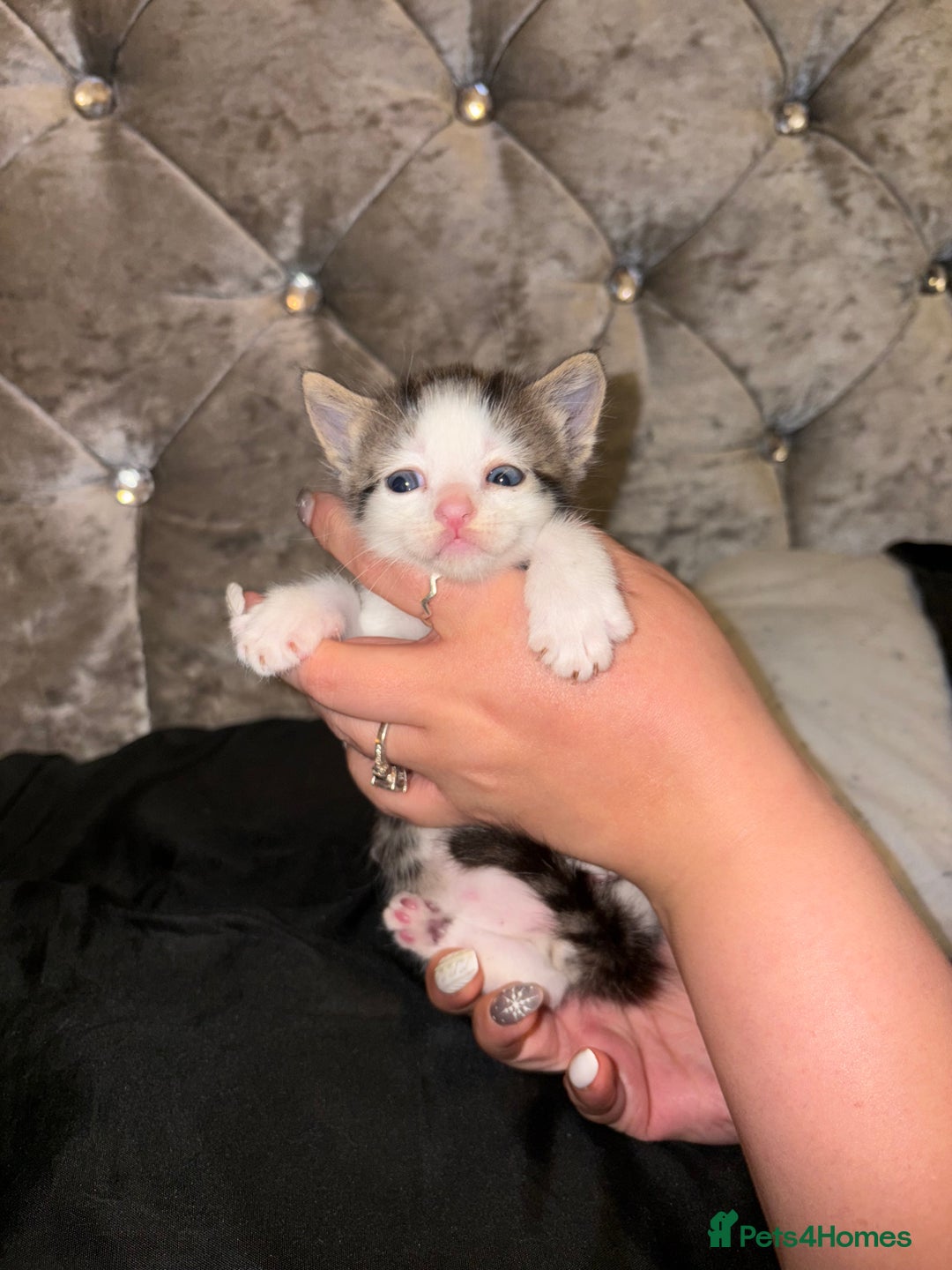 Mixed Breed cats for sale: 4 mixed Russian Blue X Norwegian Forest kittens - Advert 6