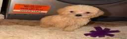 Cockapoo dogs for sale: TOY COCKAPOO PUPPIES FOR SALE  🐾 - Advert 4