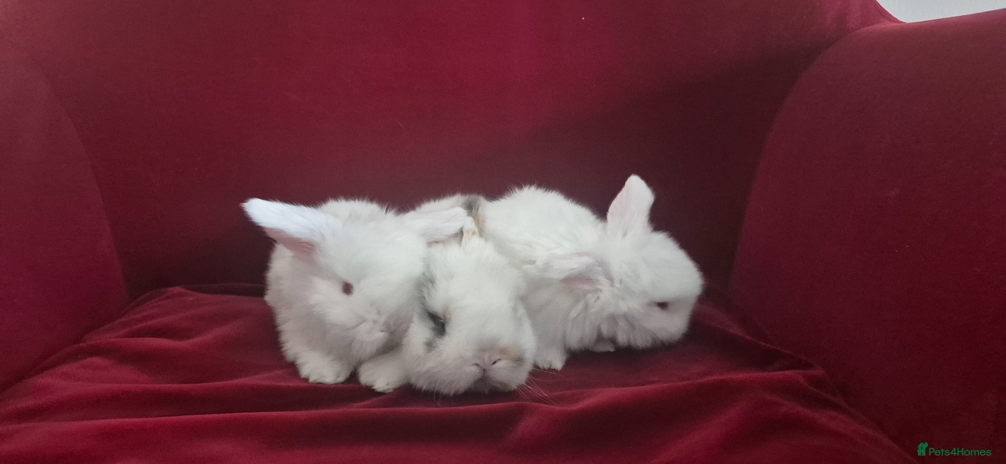 Mini Lop rabbits Gorgeous Mini Lop Baby Bunnies  - Advert 3