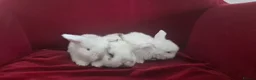 Mini Lop rabbits for sale: Gorgeous Mini Lop Baby Bunnies  - Advert 2