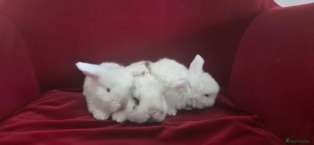 Mini Lop rabbits for sale: Gorgeous Mini Lop Baby Bunnies  - Advert 2