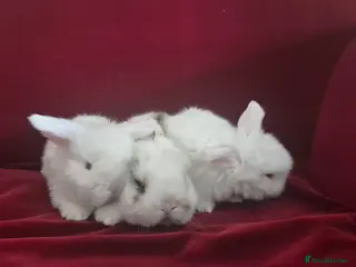 Mini Lop rabbits Gorgeous Mini Lop Baby Bunnies - Advert 3