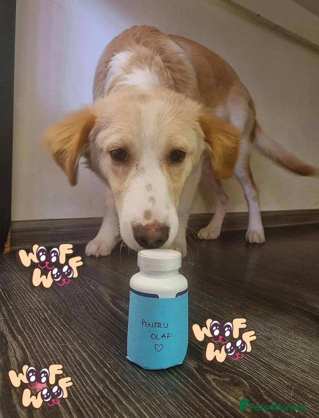 Mixed Breed dogs for adoption: Sweet Little OLAF – Hit and Run 😡 - Advert 35