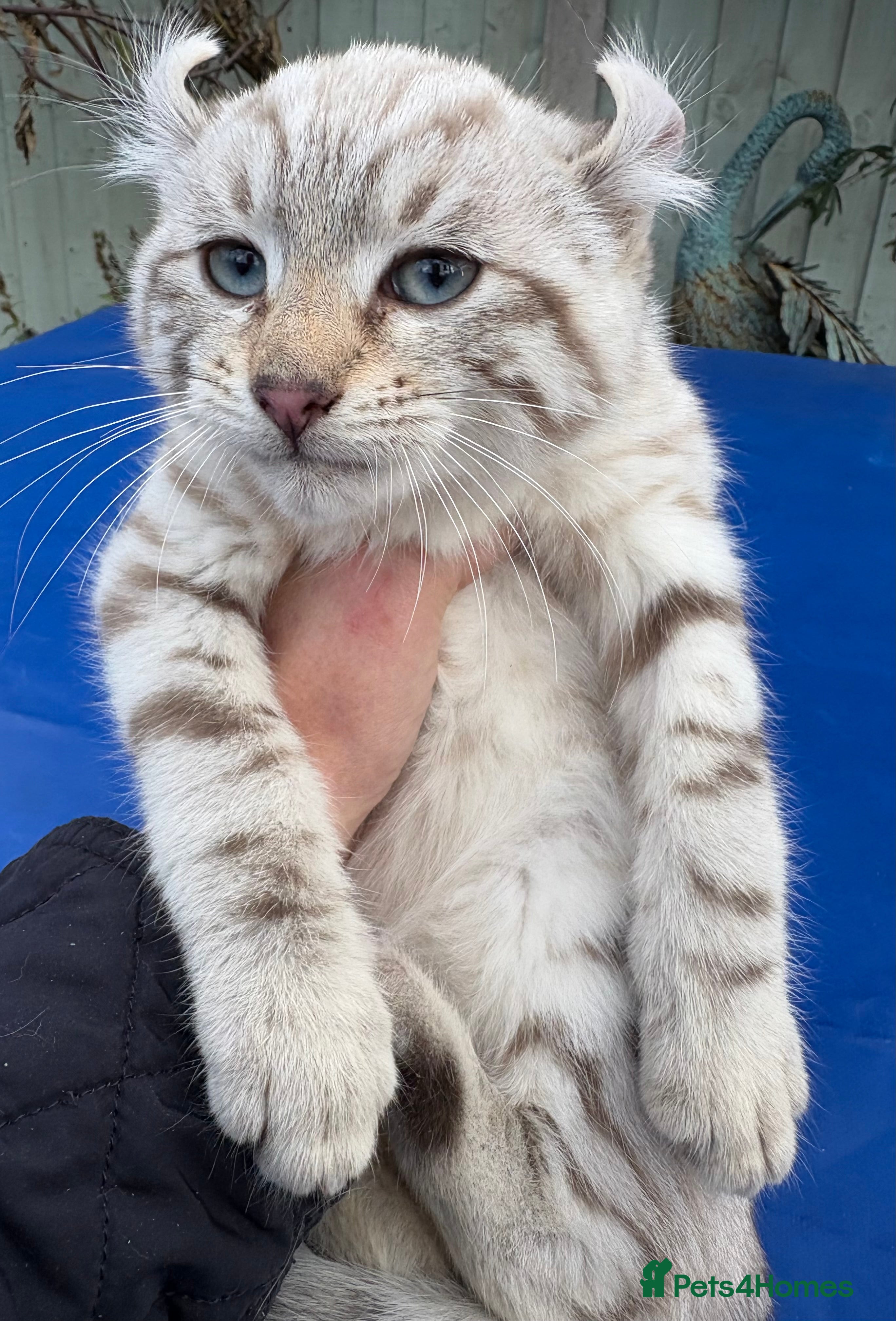Savannah cats Superb curled eared snow leopard boy  - Advert 10