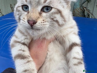 Savannah cats Superb curled eared snow leopard boy - Advert 10