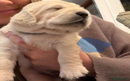 Golden Retriever dogs for sale: KC Reg Golden Retriever Pups - CHAMPION Bloodlines - Image 36