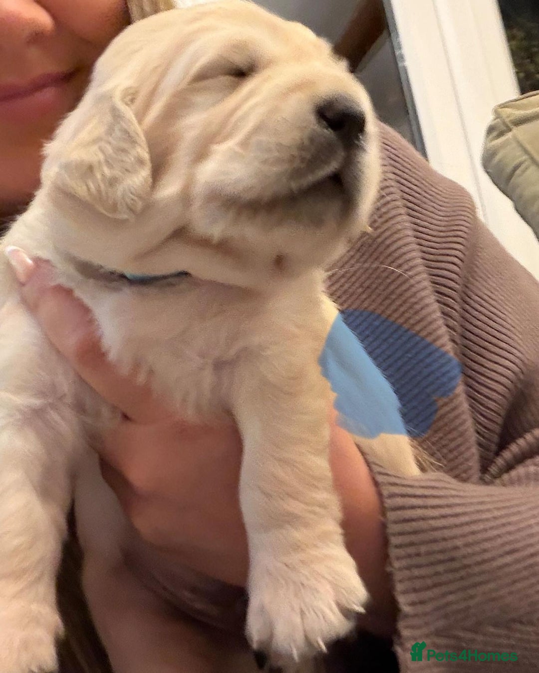 Golden Retriever dogs for sale: KC Reg Golden Retriever Pups - CHAMPION Bloodlines - Image 36