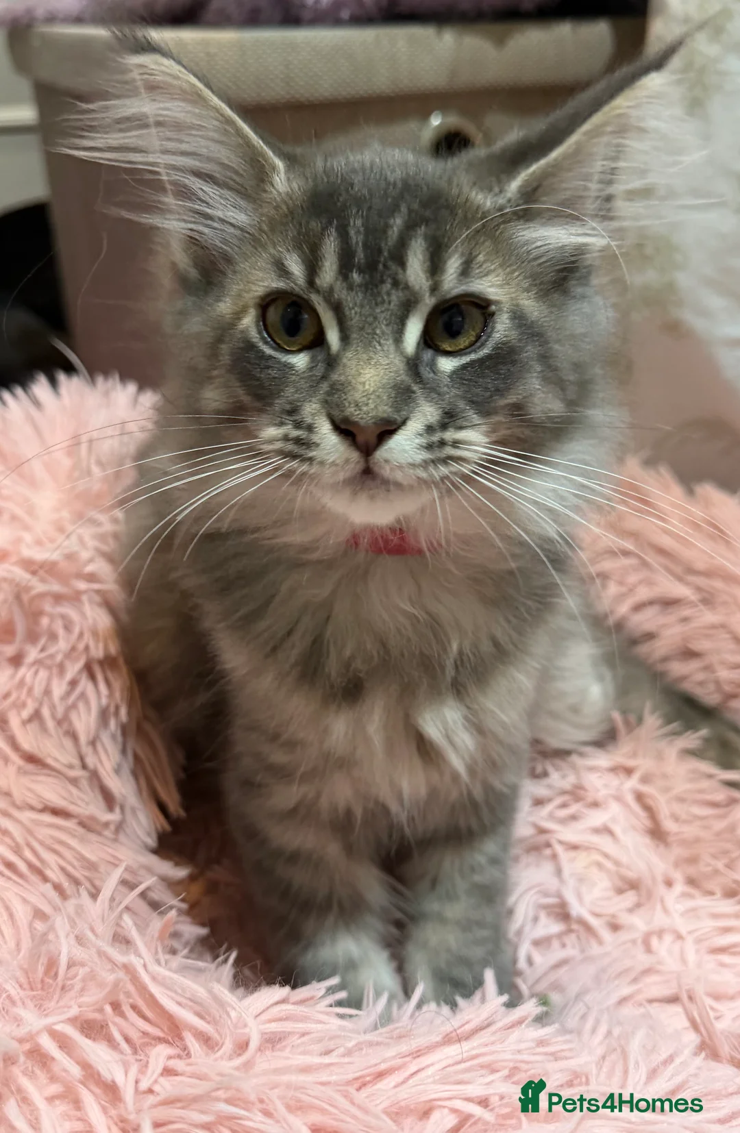 Maine Coon cats for sale: TICA Registered Maine Coon Kittens - Advert 1