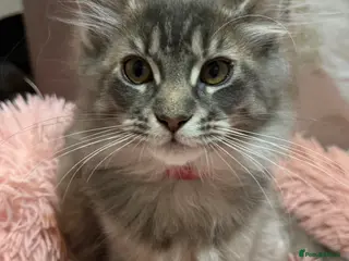 Maine Coon cats TICA Registered Maine Coon Kittens - Advert 2