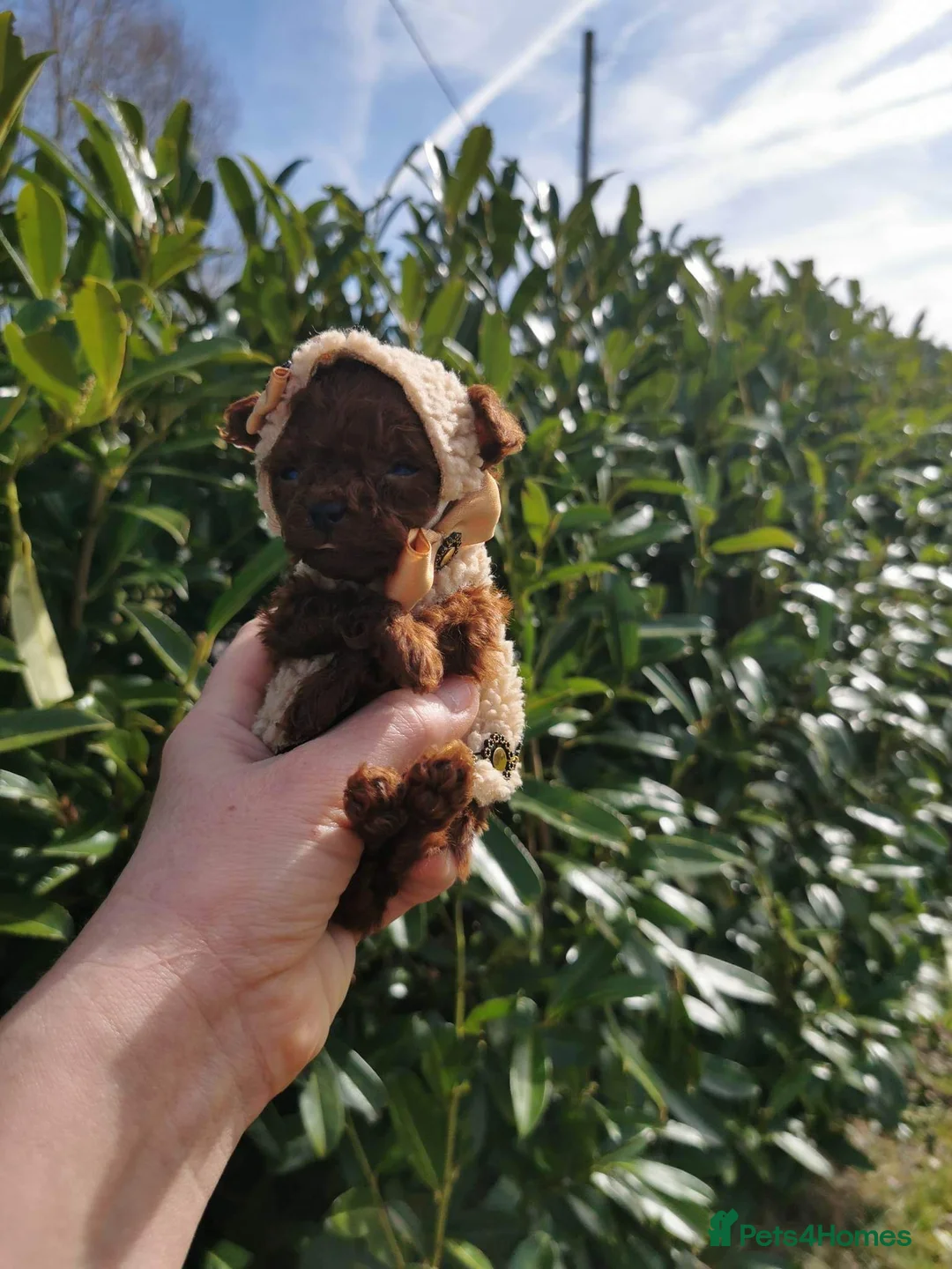 Toy Poodle dogs for stud: Stunning true to type Asian toy poodle in Lanark - Advert 8