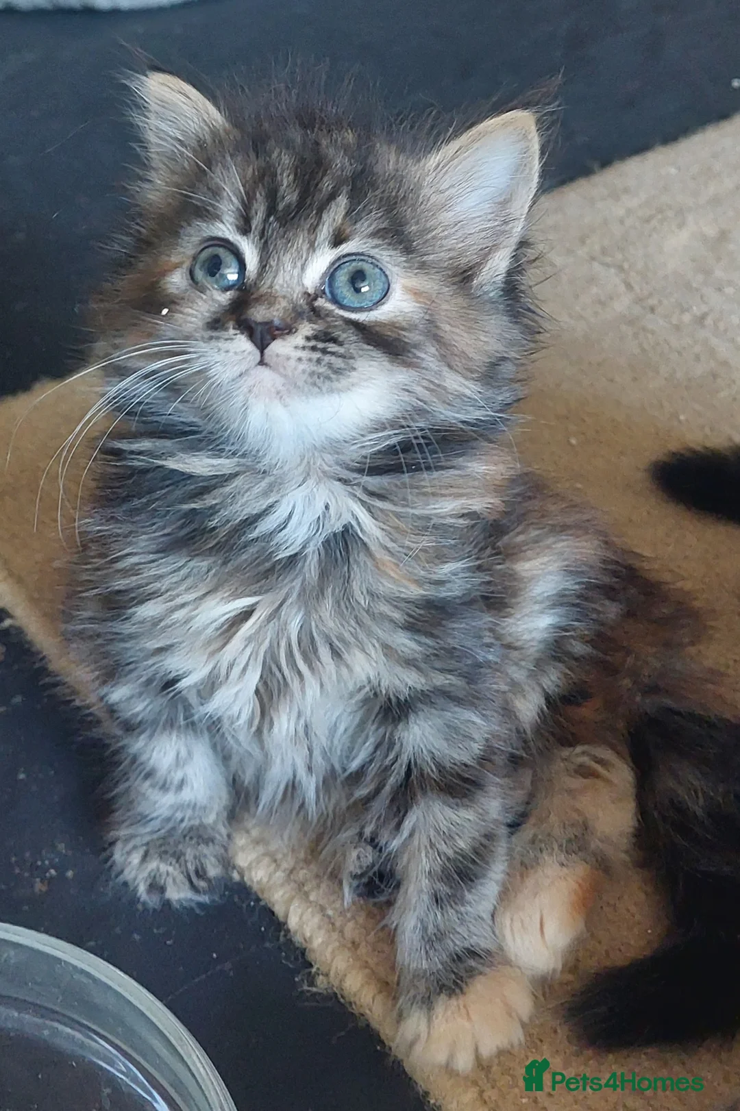 Mixed Breed cats for sale: 5 fluffy kittens (ready to go now) - Advert 1