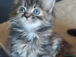 Mixed Breed cats 5 fluffy kittens (ready to go now) - Advert 5