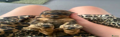Cockapoo 1