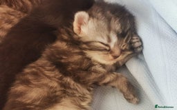 Ragdoll cats for sale: Adorable Ragdoll x Chinchilla Tabby - Image 20