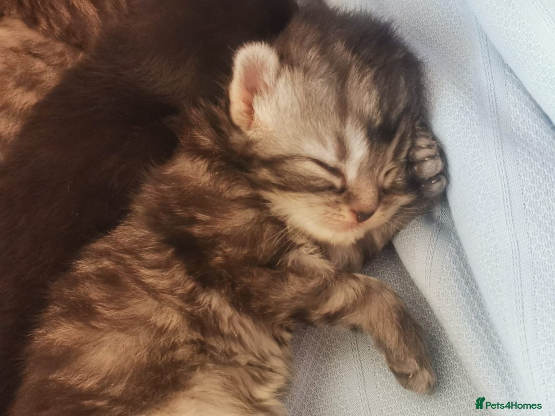 Ragdoll cats for sale: Adorable Ragdoll x Chinchilla Tabby - Image 20