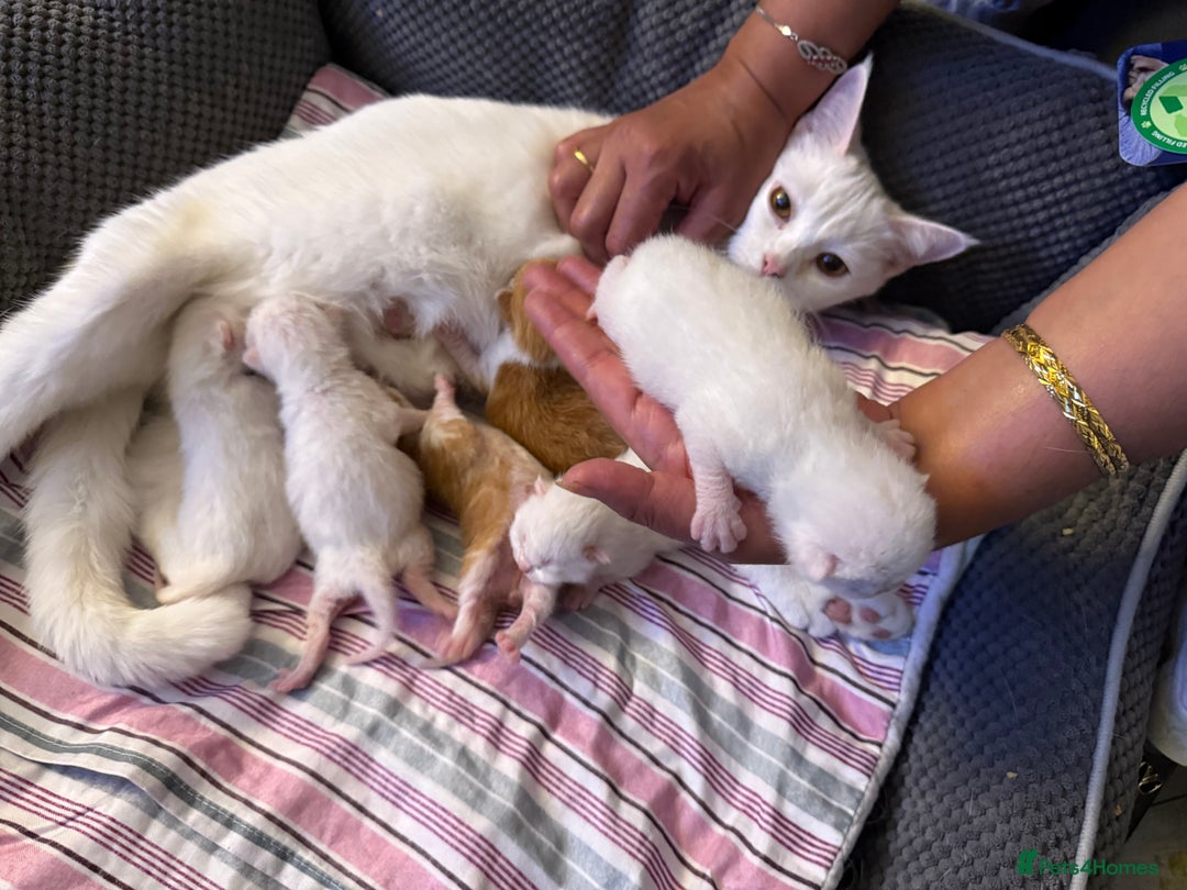 Mixed Breed cats for sale: cross breed Scottish fold cross main coon  - Image 1