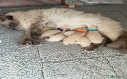 Ragdoll cats for sale: 6 Ragdoll kitten for sale  - Advert 1
