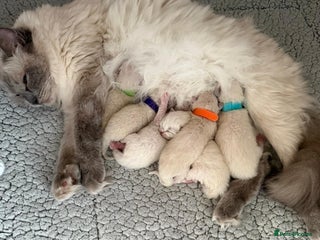 Ragdoll cats for sale: 6 Ragdoll kitten for sale - Advert 1