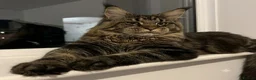 Maine Coon cats for sale: Beautiful Maine Coon kittens purebred  - Advert 5