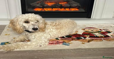 Cockapoo dogs - Advert 16