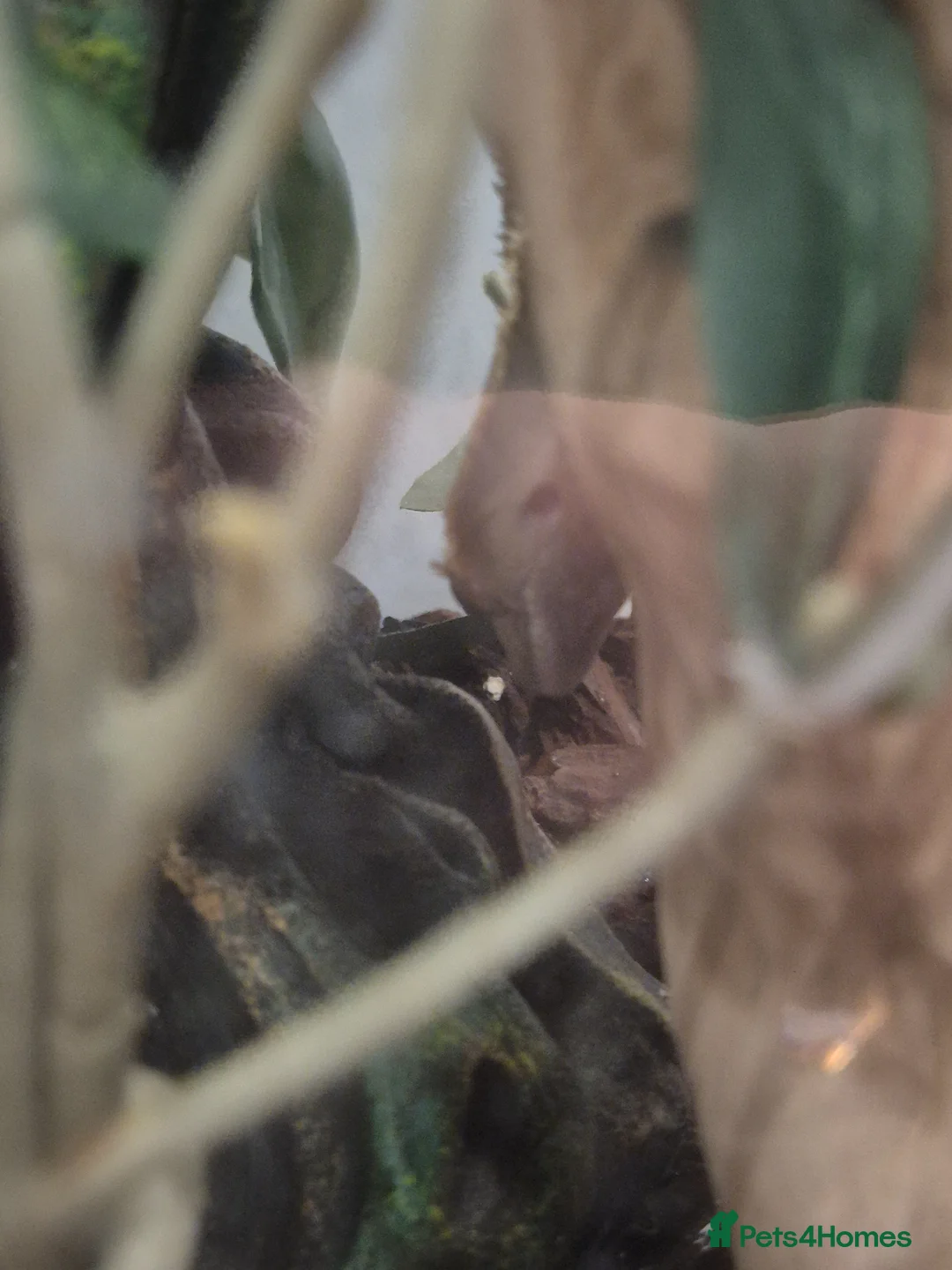 Gecko reptiles for sale: Crested gecko with enclosure in Sheffield - Advert 3