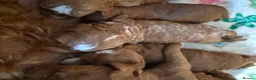 Sproodle dogs for sale: Stunning Red Sproodles  - Advert 5
