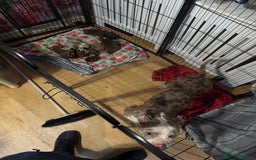 American Bully dogs for sale: American Bully Pups - Image 4