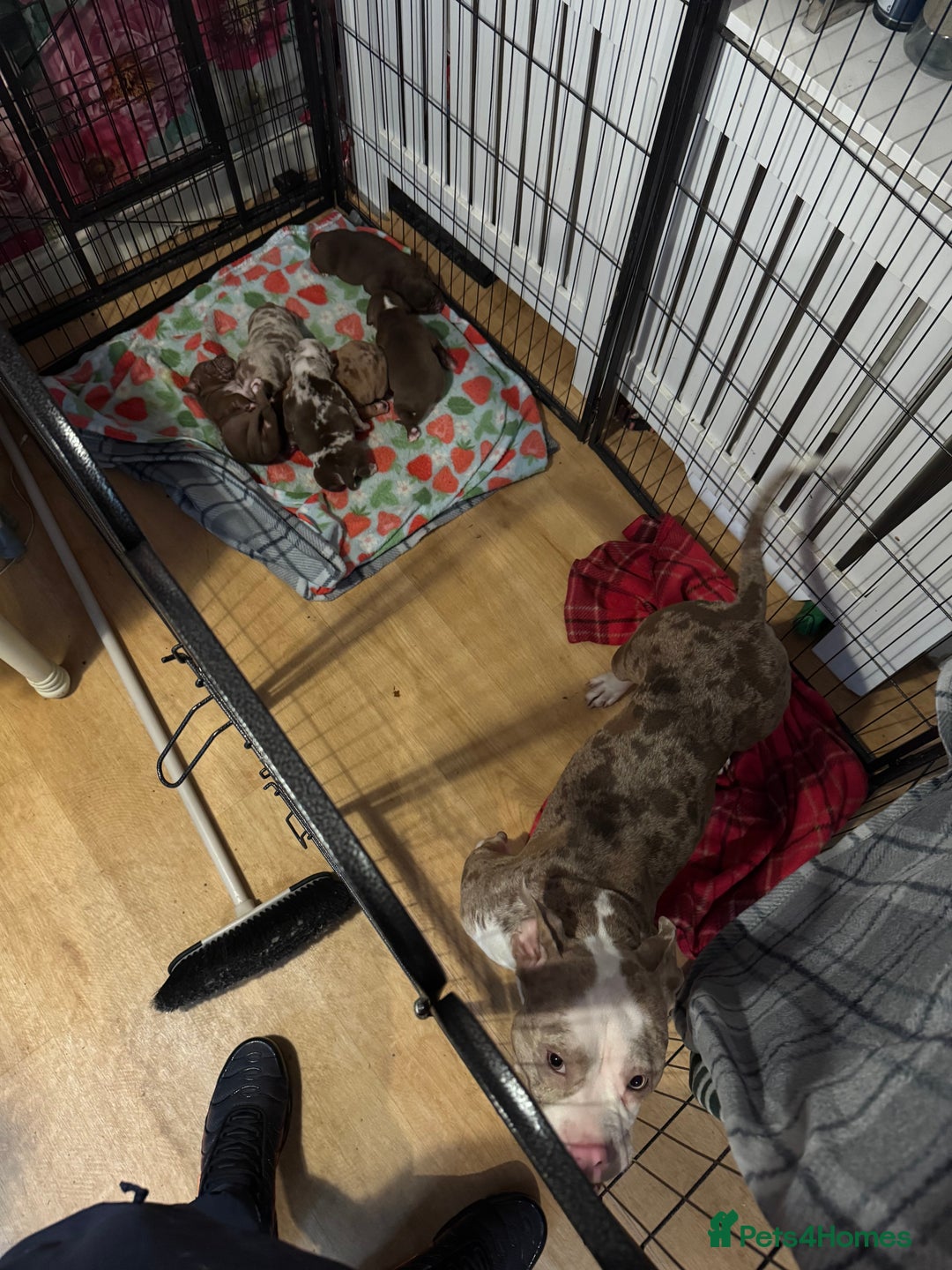 American Bully dogs for sale: American Bully Pups - Image 4