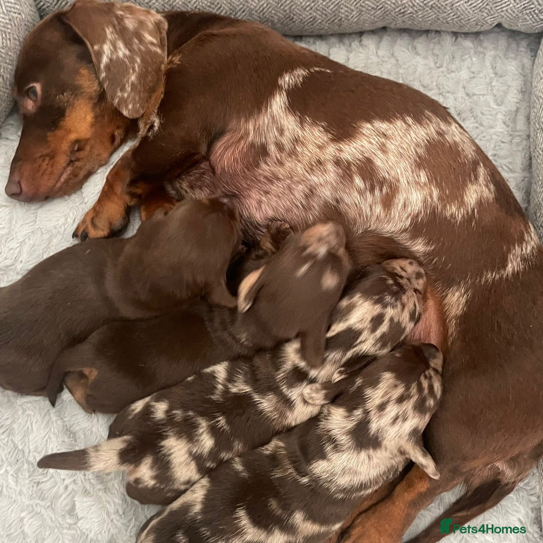 Dachshund dogs for sale: Mini daschunds  - Image 5