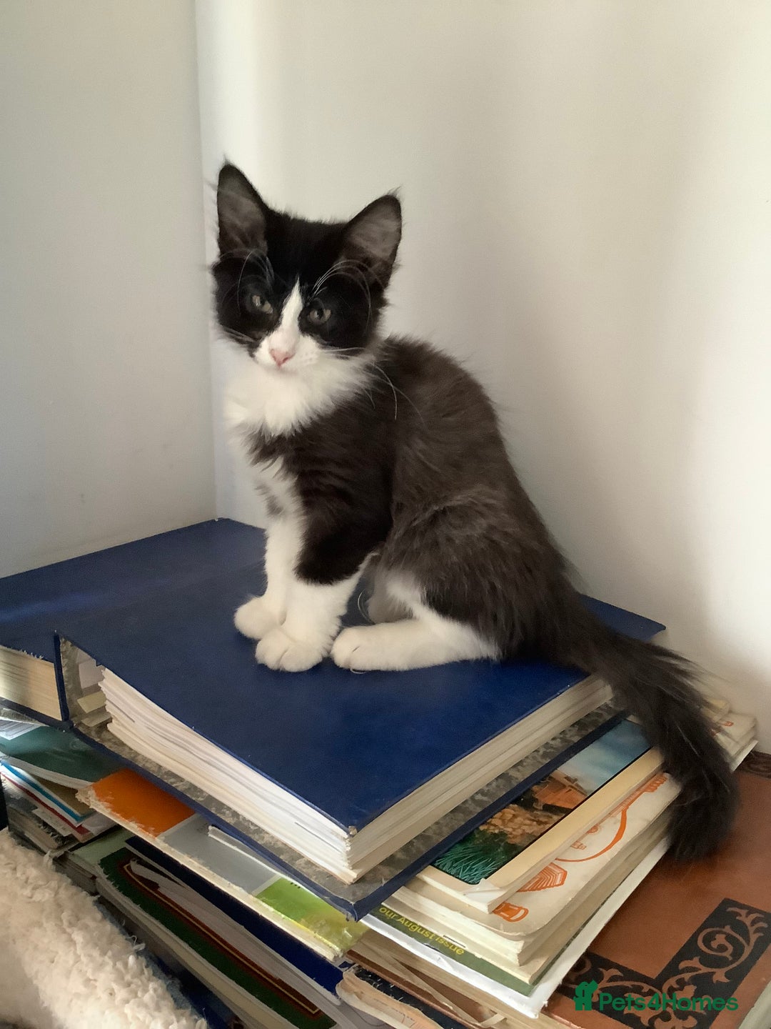 Norwegian Forest Cat cats for sale: Beautiful Pedigree Bencleuch Babies - Image 4