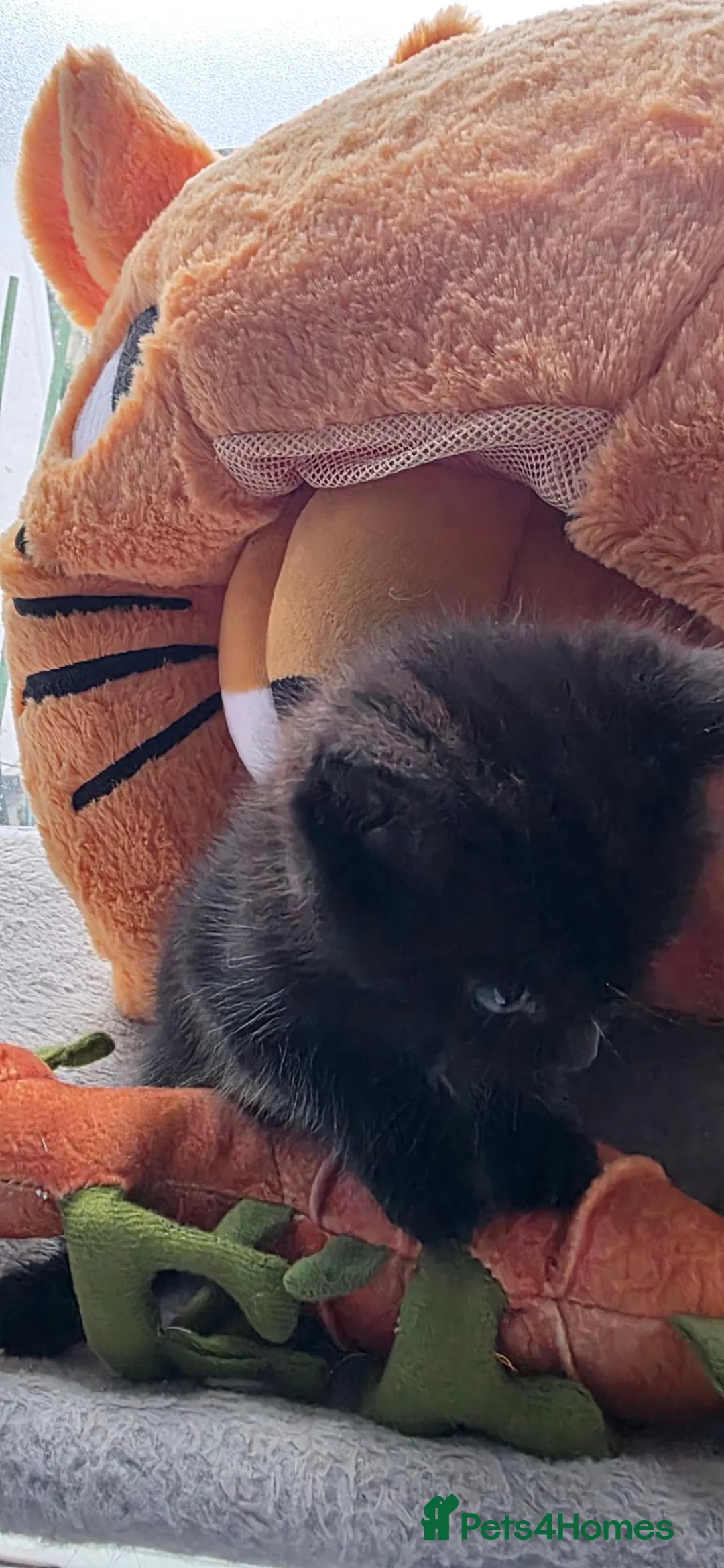 Scottish Fold cats for sale: We have 5 adorable kittens from the same litter  - Advert 13