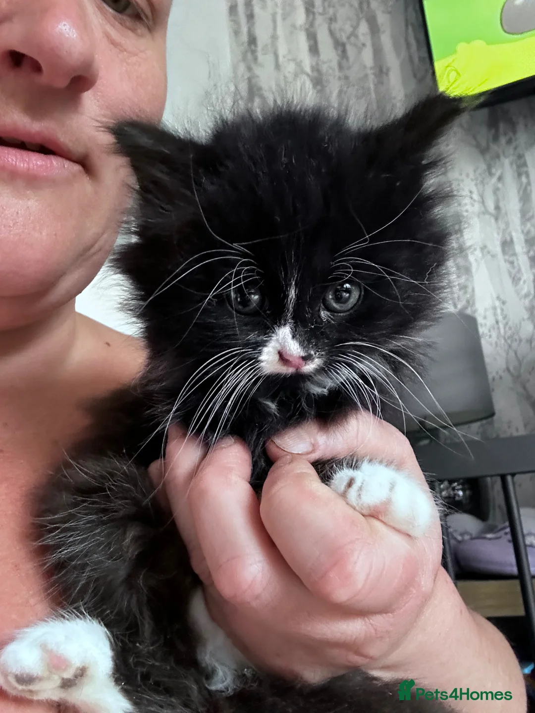 Mixed Breed cats for sale: 4 loving kittens  - Advert 6