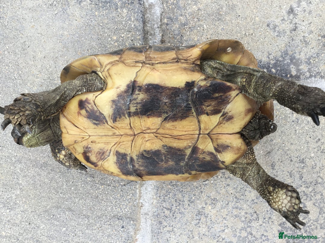 Hermann Tortoise reptiles for sale: Adult Female Hermann Tortoises x 4  - Image 9