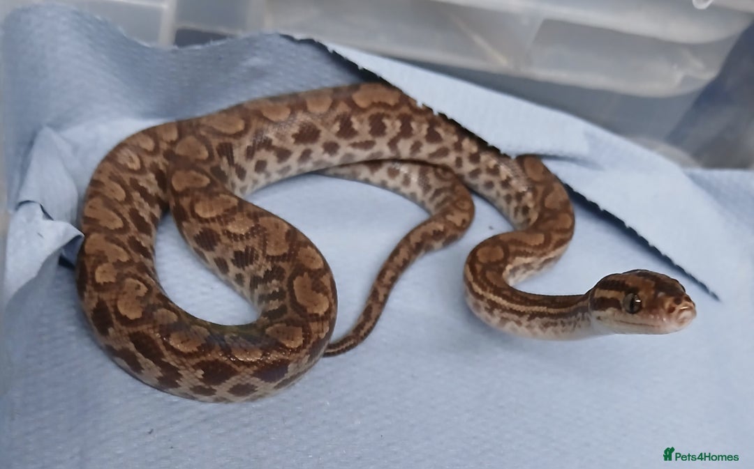 Boa Snake reptiles for sale: Het T+Albino Colombian Rainbow Boas - Image 5