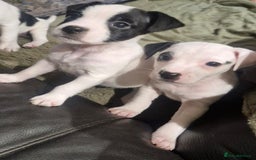 Jack Russell dogs for sale: 2 Adorable Jack Russell puppies  - Advert 1