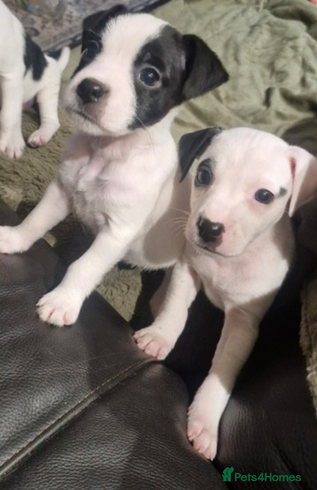 Jack Russell dogs for sale: 2 Adorable Jack Russell puppies  - Advert 1