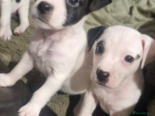 Jack Russell dogs for sale: 2 Adorable Jack Russell puppies - Advert 1