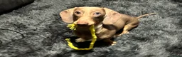 Miniature Dachshund dogs for stud:  For stud  in Bristol - Advert 5