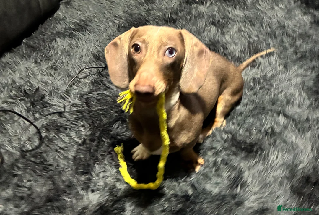 Miniature Dachshund dogs for stud:  For stud  in Bristol - Advert 5