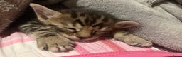 Bengal cats for sale: bengal kittens  - Advert 33