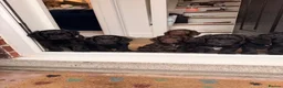 Cockapoo dogs for sale: COCKAPOO PUPS LOOKING FOR THEIR FOREVER HOMES! 🐾 - Advert 5