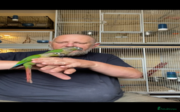 Conures birds for sale: Green cheek conures hand raised and silly tame - Image 11
