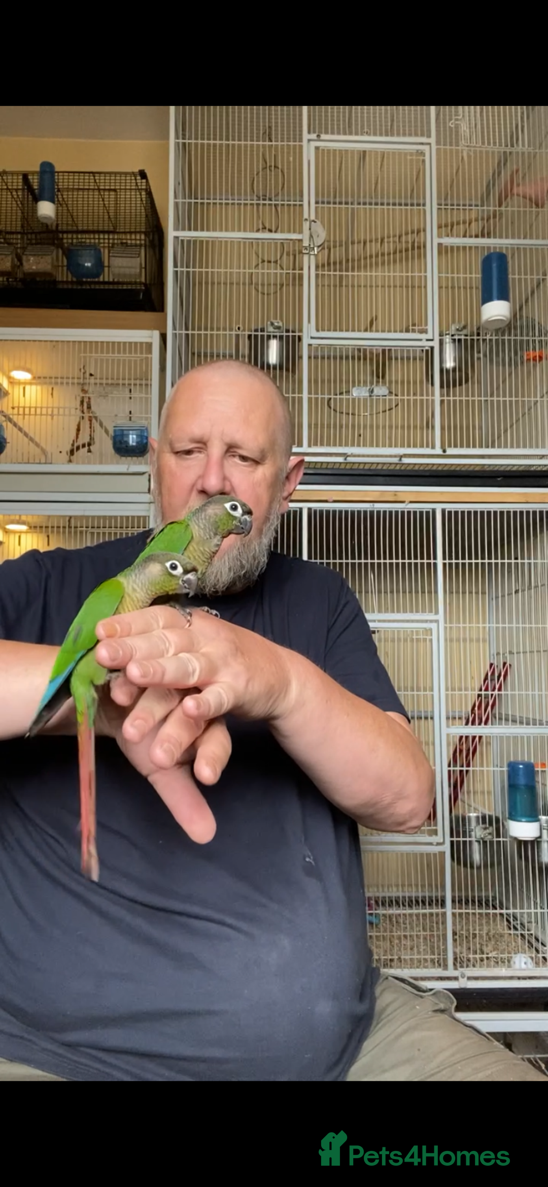 Conures birds for sale: Green cheek conures hand raised and silly tame - Image 11